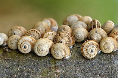 恐怖冒险游戏《疯狂疯人院：主播的噩梦》 4月18日发售